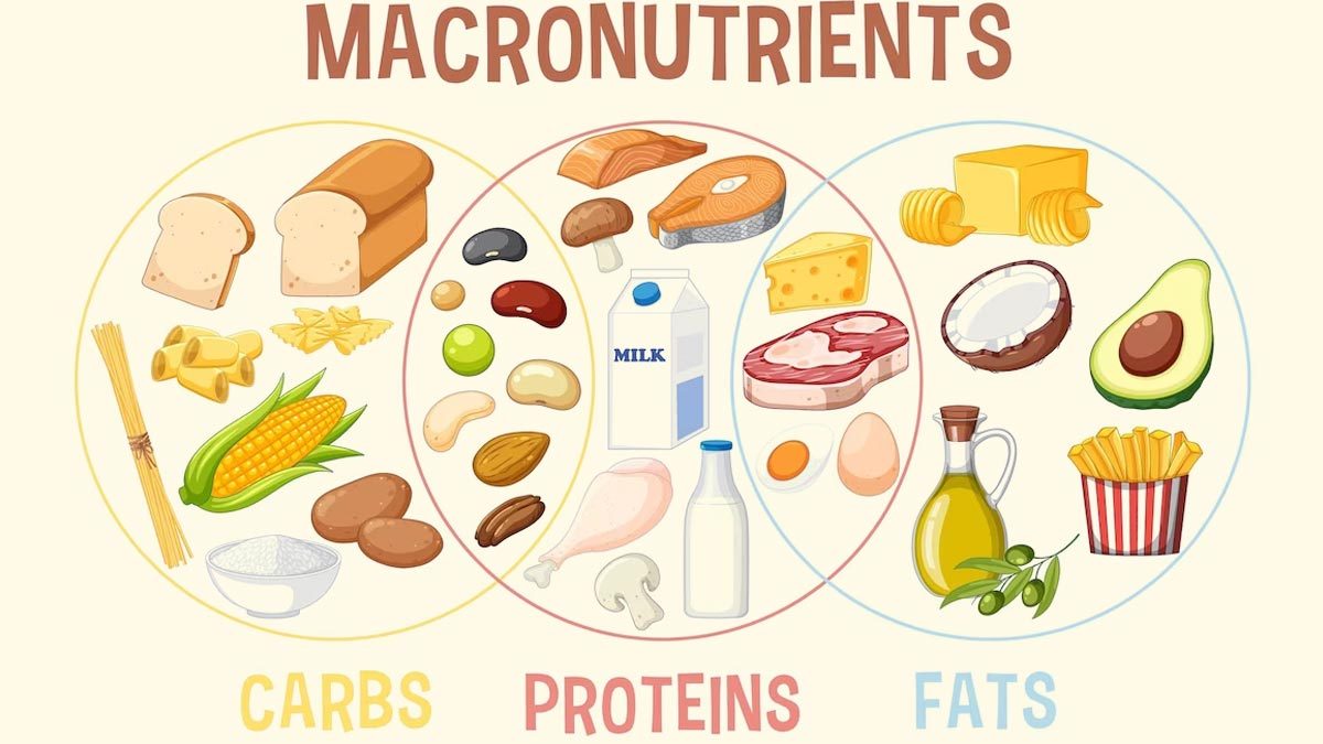 A Comprehensive Guide to Carbohydrates, Proteins, and Fats : Demystifying Macronutrients