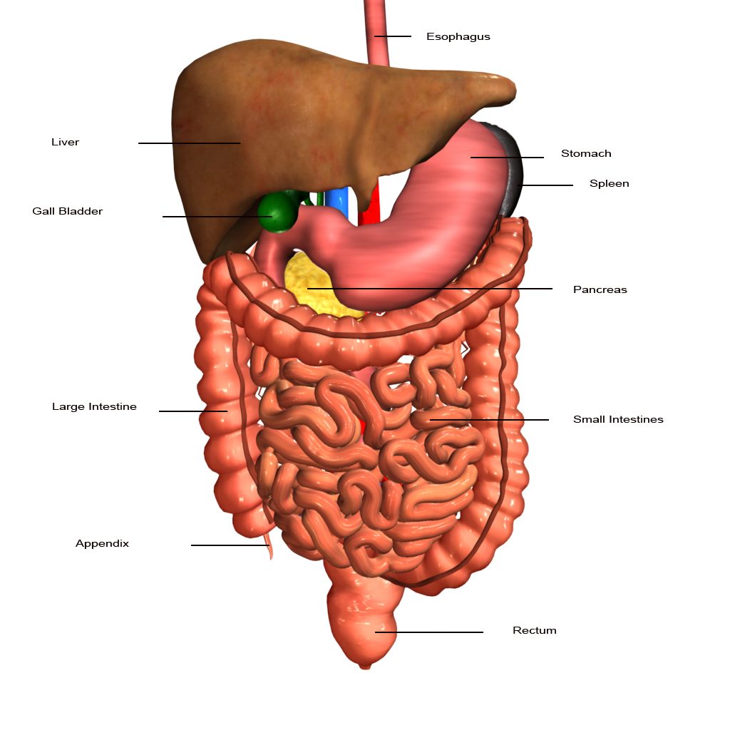 the-human-digestive-system-labeled